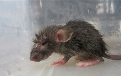 Ученые: Крысы Нью-Йорка могут стать разносчиками бубонной чумы