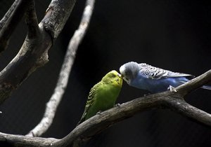 В Ковеле из зоомагазина похитили 32 попугая