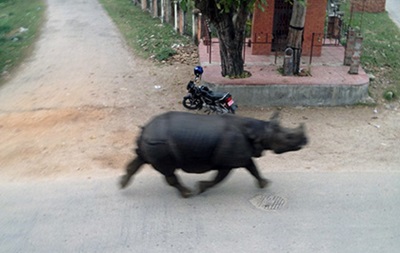 В Непале носорог убил женщину