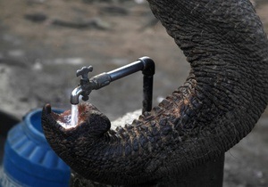 Киевский зоопарк намерен купить двух слонов в Лаосе или Нидерландах