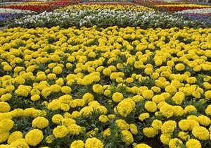 В Киеве на высадку цветов потратят 15 млн грн