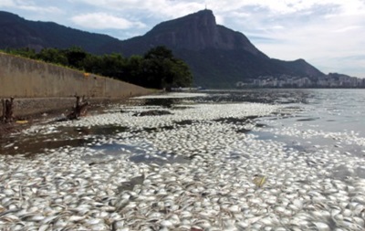 У гребному каналі Олімпіади-2016 в Ріо знайшли 21 тонну мертвої риби