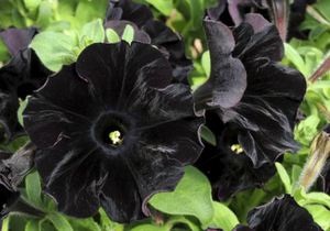Британские ботаники вывели сорт черных цветов