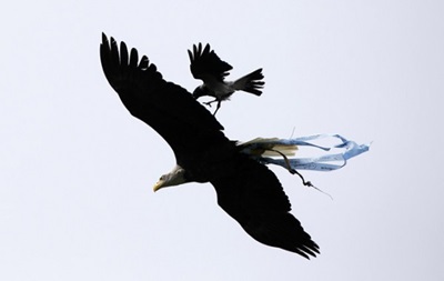 Перед матчем з К єво на символ Лаціо орла напала ворона