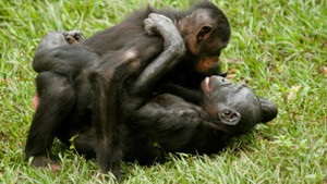 Карликовые шимпанзе афишируют свою гомосексуальность
