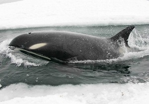 Застрявшие во льду у берегов Канады косатки сумели спастись