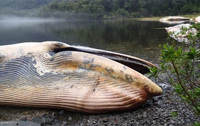 Біля берегів Чилі знайдено близько 40 мертвих китів