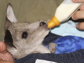 В Австралии кенгуру все чаще попадают под колеса автомобилей