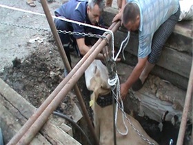 В Харьковской области спасли корову, провалившуюся в колодец