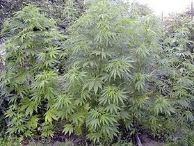 Новости Кабмина - Власти определились с квотами на выращивание растений с наркотическими и психотропными веществами