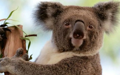В Австралії хочуть присипляти коал