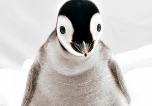 Эксперты: Численность пингвинов в Антарктиде уменьшается из-за нехватки еды