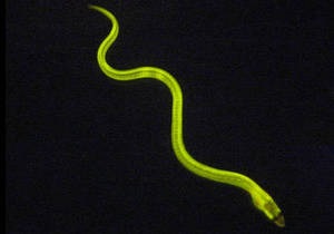 Новости науки - биология: Биологи обнаружили первое флюоресцирующее позвоночное животное