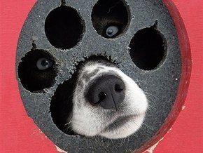 В Испании кокер-спаниели признаны самой агрессивной породой собак