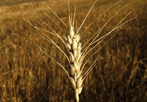 Цены на зерно падают из-за введения квот - эксперт
