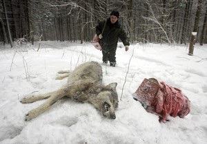 Десять тысяч шведов выйдут охотиться на 27 волков