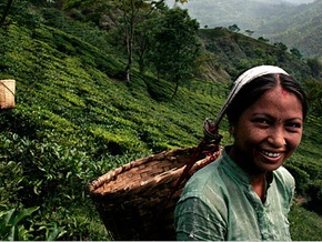 Индия сократила экспорт чая в феврале на 25%