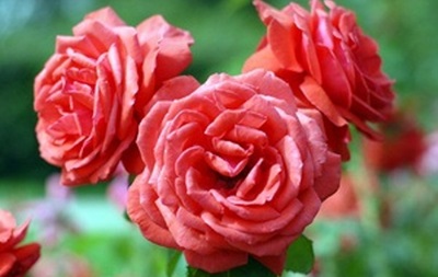 Вчені виявили фермент, відповідальний за аромат троянд