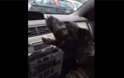 Пользователей сети повеселило видео щенка, играющего с кондиционером