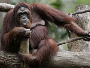 В обезьяннике киевского зоопарка закончился карантин
