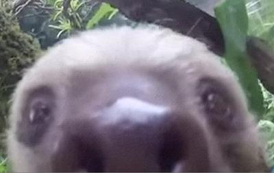 Лінивець зробив селфі на камеру туриста в Нікарагуа