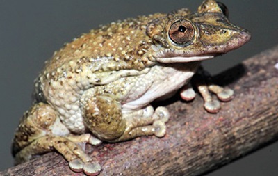У Бразилії знайшли першу в світі отруйну жабу