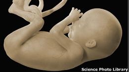 Найденные в лесу на Урале эмбрионы -  отходы больниц 
