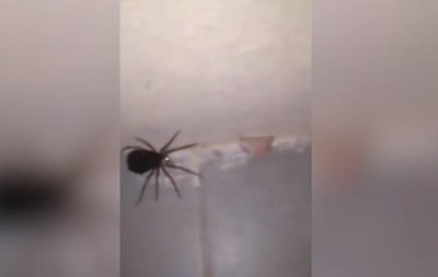 В сети появилось видео  взрывающейся  самки паука