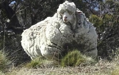 Австралійська вівця встановила світовий рекорд 