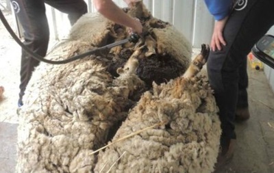 С заросшей австралийской овцы состригли шерсти на 30 свитеров