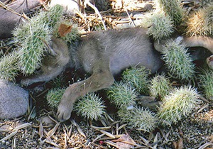 Новости США: В США спасли покрытого кактусами койота