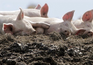 В Украине выявлен вирус африканской чумы свиней