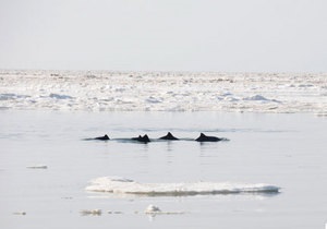 Дельфины, застрявшие во льду у берегов Крыма, уплыли в море