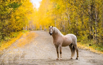 Во Львовской области лошадь стала причиной ДТП