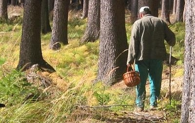 Во Львовской области ищут пропавших грибников