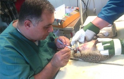 Російські ветеринари видалили їжаку 20 зубів