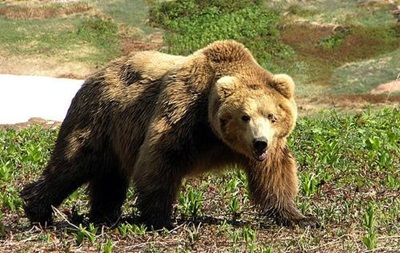 В России медведь напал на пенсионерку
