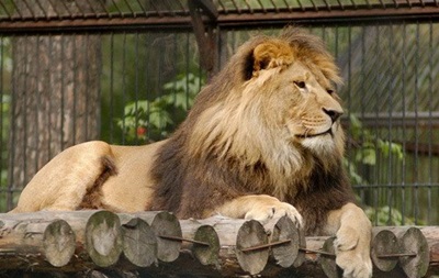 Датский зоопарк пригласил всех желающих на публичное вскрытие льва