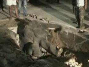 В Таиланде спасли слона, провалившегося в канализационный люк