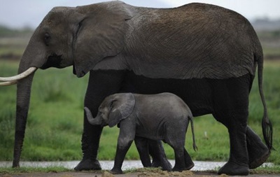 Науковці з ясували, чому слони рідко хворіють на рак