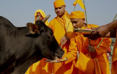 Глава партии в Индии сделал выговор коллегам из-за коров