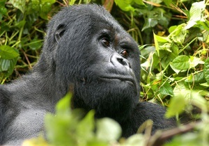 Новости Австралии - новости о животных: В австралийском зоопарке горилла-патриарх ушел на пенсию, уступив свой пост более молодому самцу