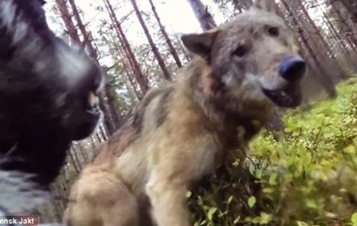 Камера сняла нападение волков на собаку