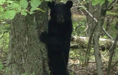США: у Флориді мають вполювати 320 ведмедів