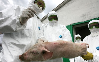 На Одесчине есть первые случаи африканской чумы свиней