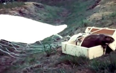 У Мережу виклали відео подорожі бобрів-парашутистів