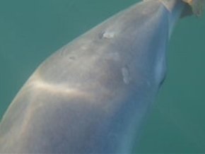 В Херсонской области находят мертвых дельфинов