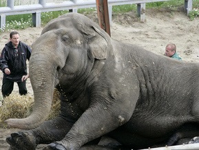 Слон Черновецкого в жару принимает освежающие ванны