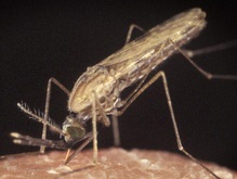 Личинки малярийных комаров атаковали московские пруды