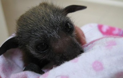 В Австралії через Facebook закликають полюбити кажанів